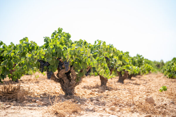 CCV-426-489 (1x Two wineries tour)